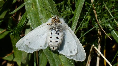 Diaphora mendica